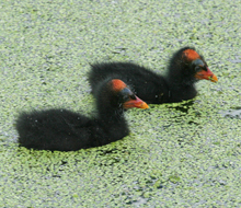 Common Gallinule (formerly Common Moorhen) chicks